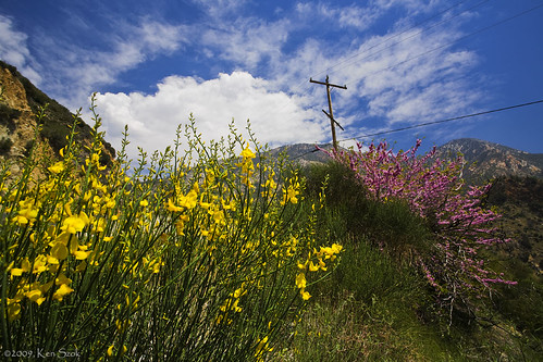 california flowers mountains nature canon outdoors spring wildflowers canondslr californiawildflowers inlandempire flowercolors canon1740f4lusmgroup