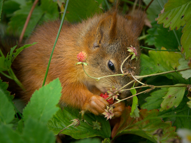 Baby red squirrel eating wild strawberries Flickr Photo Sharing!