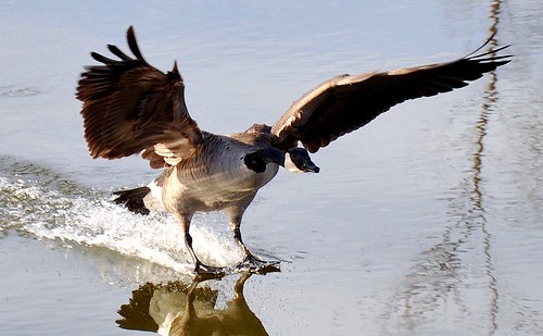 canada reflection bird birds spring pond goose landing splashdown skimming aquaplane nikond90 defendersphotocontest2010