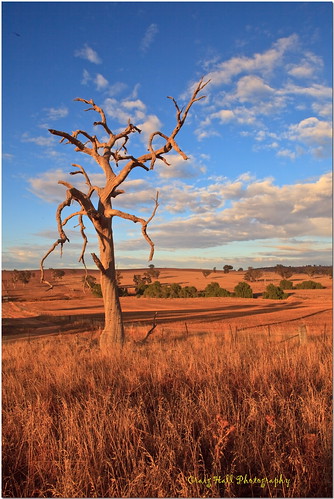 tree rural canon landscape interesting flickr country australia nsw newsouthwales lovely dslr sunburnt temora flickraward 5dmarkii
