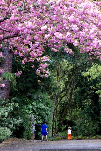 boys walking beneath a pink dogwood tree    MG 2483