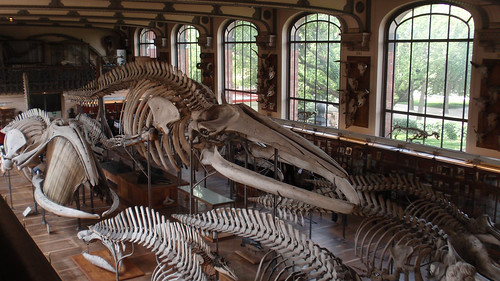 Whale skeletons