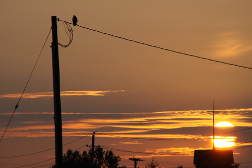 sunset birds canon evening hawk indiana birdofprey fortwayne hawks allencounty 50d canon50d tamron18270f3563
