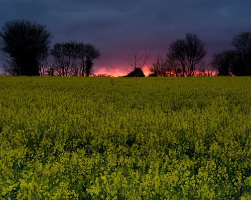 uk england nature field landscape landscapes suffolk nikon agriculture pinksky eastanglia rapeseed brassicanapus d700