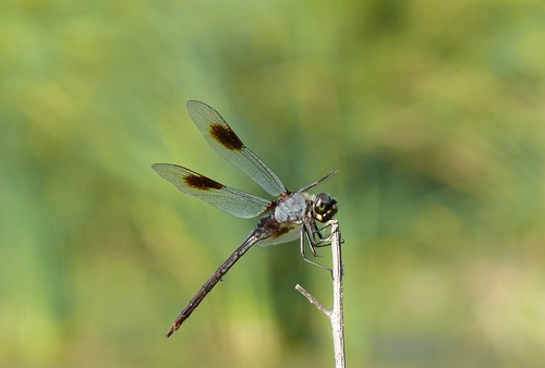 oklahoma dragonfly odonata libellulidae fourspottedpennant brachymesiagravida comanchecounty