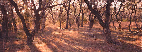 trees forest evening texas shadows hasselblad guadaluperiverstatepark xpan 45mm twisty clearing 85c provia400f