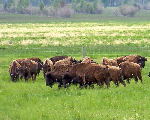 canada color colour green animal farm ab alberta prairie agriculture bison 2009 2000s canadagood