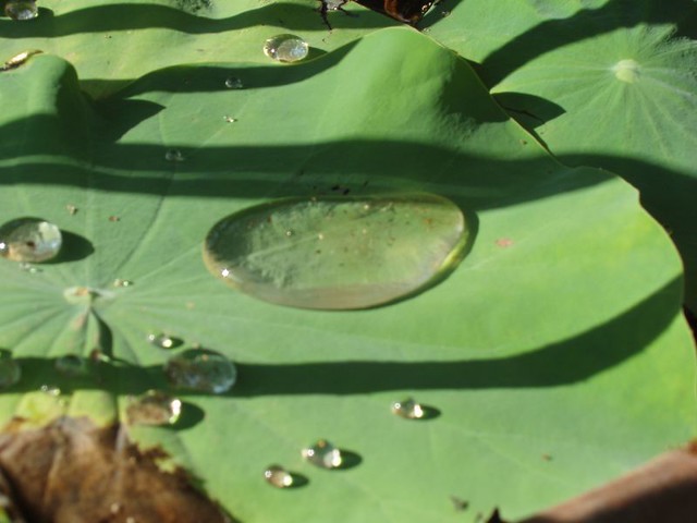 200906130308_lotus-leaf-rain