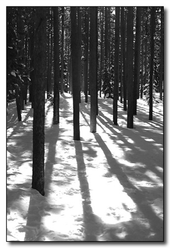 trees light shadow blackandwhite snow montana idaho crosscountryskiing bitterrootvalley bitterrootmountains chiefjosephpass