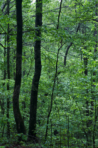 trees green forest alabama turkeycreek pinson photoworks turkeycreeknaturepreserve