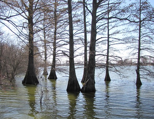 statepark park wood old travel trees usa reflection nature water canon landscapes daylight scenery view state south peaceful powershot daytime arkansas cypresses tranquil blueribbonwinner baldcypress cypressknees centralarkansas platinumphoto sx10is waltphotos
