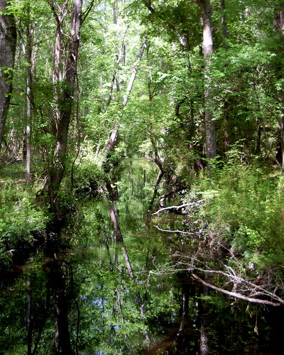 walterborosc greatswampsanctuary
