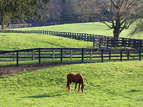 horse ny newyork bedford spring grazing thoroughbred sunnyfieldfarm