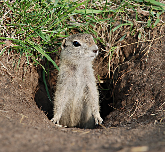 Richardsons Ground Squirrel