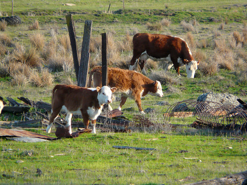 california 3 green grass trash cows norcal hwy20 yubacounty