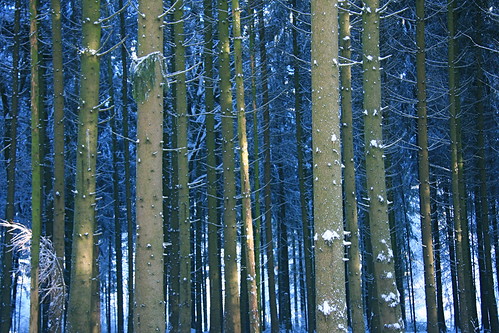 white snow cold nature forest frosty