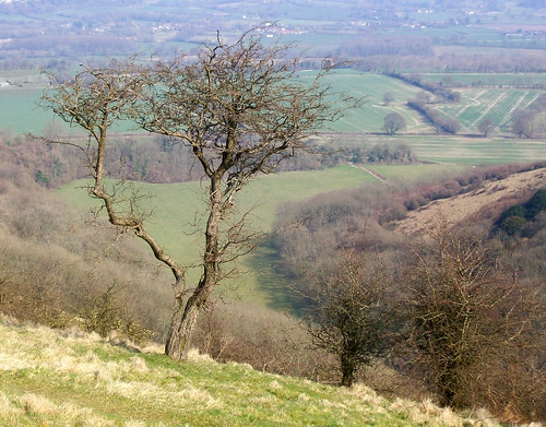 england tree weather spur march spring haze view hill down hampshire meonvalley 2009 southdowns petersfield butserhill hampshirecountycouncil treesubject langrish paisajesdepueblosycampos landscapesofvilagesandfields ramsdeanbottom ramsdeandown