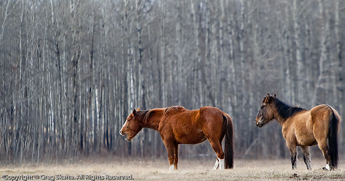 horse canada rural landscape caballo farm paisaje alberta farmanimal canadá kanada landskap häst domesticanimal