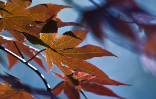 outdoors japanese maple northcarolina fayetteville canonxsi