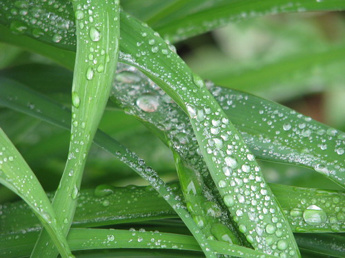 iris plants verde green rain clematis dew raindrops hostas plantsafterrain