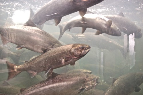 fish oregon roseburg salmon northumpquariver fishladders springchinook winchesterdam