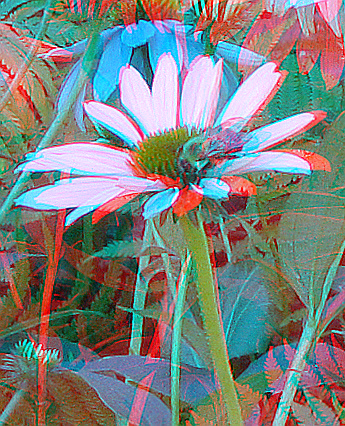 park flowers plant garden stereoscopic stereophoto 3d anaglyph iowa bee siouxcity redcyan 3dimages 3dphoto 3dphotos 3dpictures siouxcityia