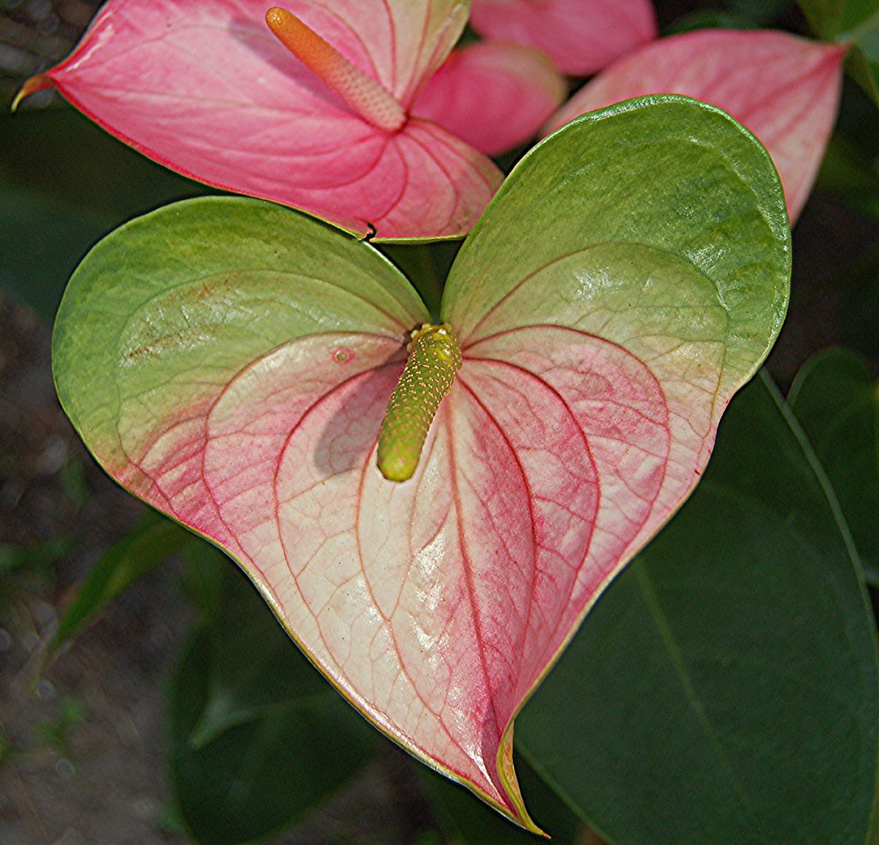 My Image 32