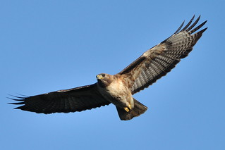 Red-tailed Hawk at Shoreline Park