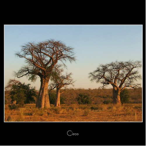 sky tree three cisco zimbabwe albero baobab bulawayo photographia mywinners landscapesdreams artofimages “photographia” bestcapturesaoi