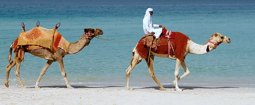 beach dubai arab camels soe mywinners theunforgettablepictures