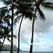 coconut palms at the princeville hotel   DSC01815