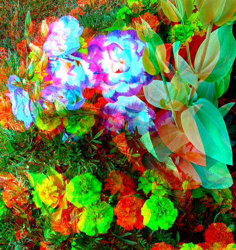 park flowers plant garden stereoscopic stereophoto 3d anaglyph iowa siouxcity redcyan 3dimages 3dphoto 3dphotos 3dpictures siouxcityia