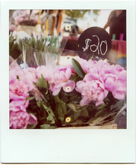 Polaroid: Flowers