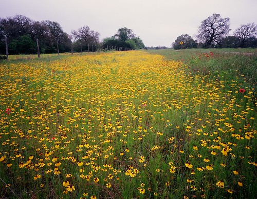 film mediumformat 6x7 hillcountry wildflower filmscan texaswildflowers mamiya7 mamiya7ii greenthread