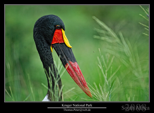 africa bird southafrica geotagged zar free sa 2008 za stork saddle krugernationalpark dst billed gmt2 colorphotoaward thomaspeter geo:lat=2456585937 geo:lon=3151273727