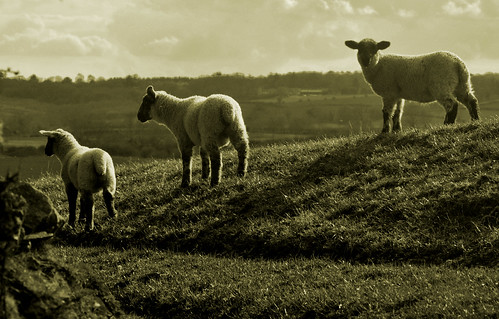 monochrome geotagged three countryside spring sheep young lambs 2009 oxfordshire nikond90 geo:lon=1390457 braughton geo:lat=52045628