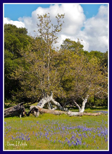 park blue trees wild west nature landscape monterey spring sierraclub trailstrees