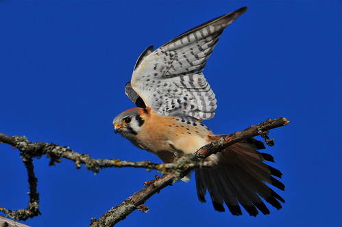 bird nature oregon portland wings flight american falcon americankestrel kestrel powellbutte fantail
