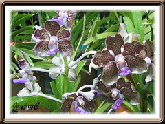 Vanda Mimi Palmer', a very scented orchid, seen at an orchid nursery, May 10 2007