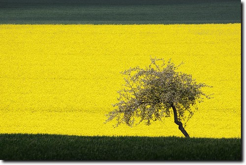 tree yellow landscape deutschland spring rape gelb landschaft raps baum frühling niedersachsen niemetal löwenhagen
