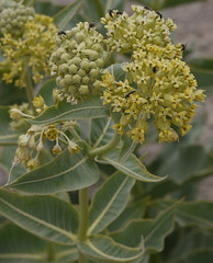 desert milkweed