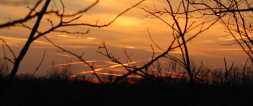 trees winter light sunset silhouette gold contrail 4seasons