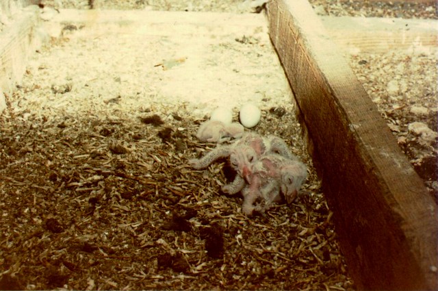 Owl Hatchlings and Eggs in Attic of Abandoned House (1981)