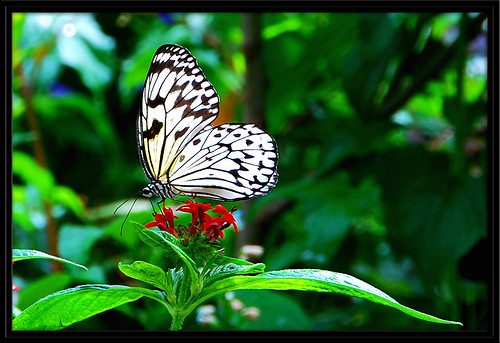 portrait butterfly nikon rainforest florida idplease moth macrophotography flickrsbest nikond80