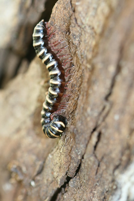 Banded Millipede (probably Heterocladosoma sp.) | Flickr ...