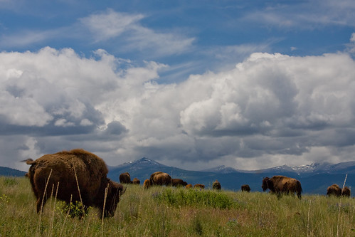 blue sky mountains nature clouds landscape rockies buffalo montana natural low bull plains lying bison nationalbisonrange nationalwildliferefuge nwr potofgold bigskycountry nbr moiese natureoutpost ©katielasallelowery bisonscape