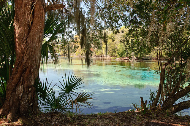 Silver Glen Springs, Florida | Flickr - Photo Sharing!