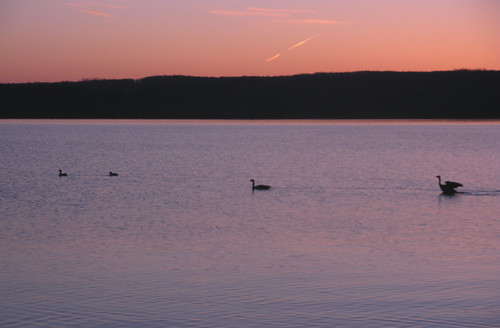 morning sun lake ny newyork bird water animal sunrise river landscape geese goose hudson hudsonvalley esopus portewen