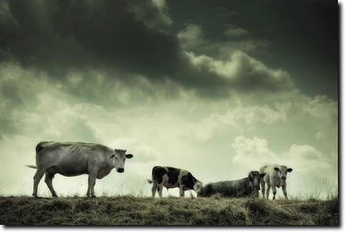 sky animals clouds deutschland tiere cows himmel wolken kühe niedersachsen scheden oberscheden