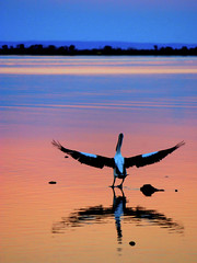 Sunset pelican